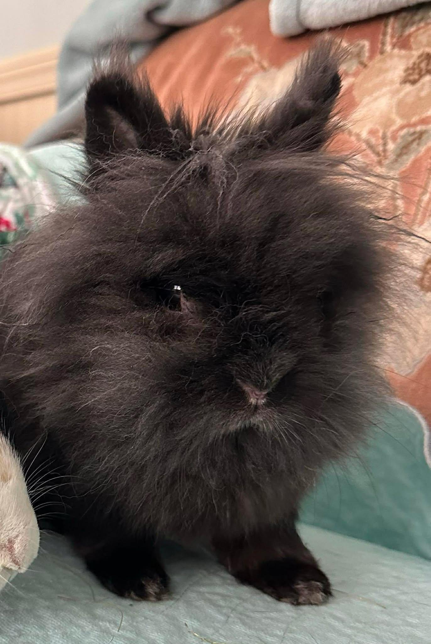 Bean, an adoptable mixed breed in Westbrook, ME image 3/4