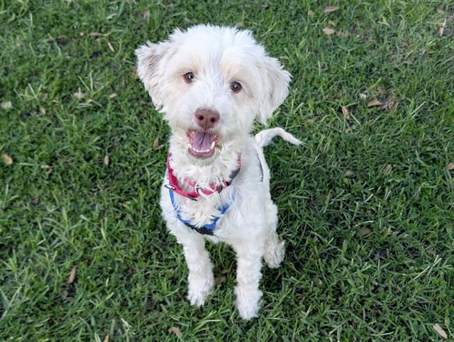 SAGE, adoptable, Young Female Miniature Poodle.