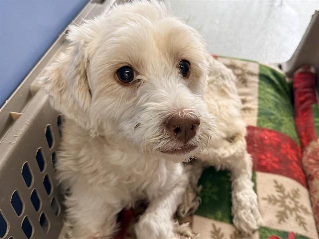 Enlarge SAGE, an adopted mixed breed in San Clemente, CA image 1/1