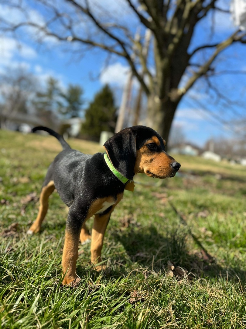 Koda 5