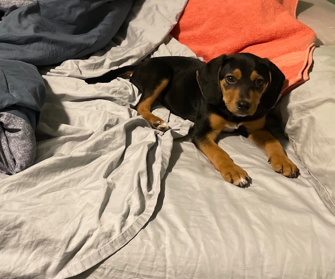 Koda 4