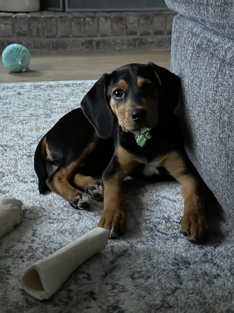 Koda 6