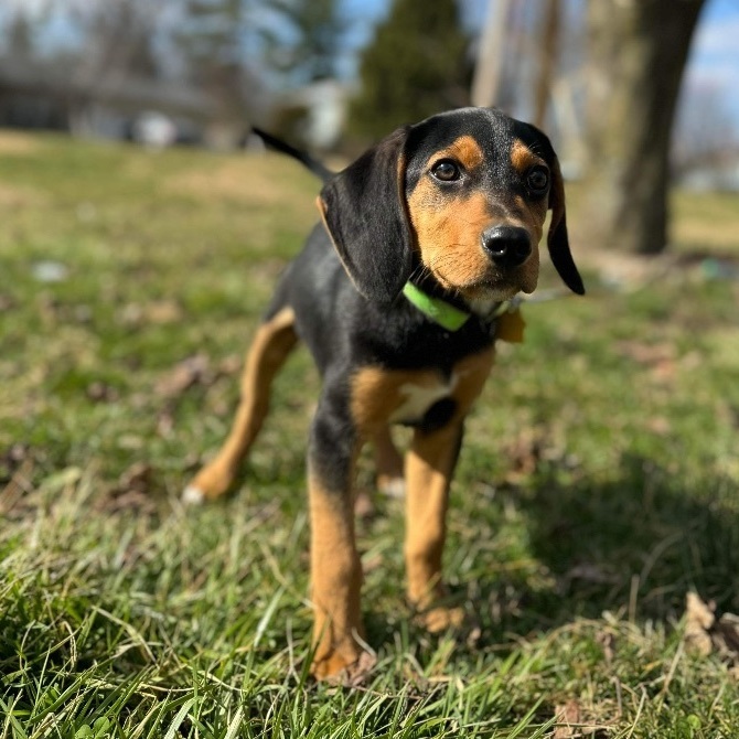 Koda