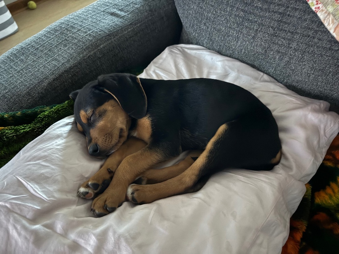 Koda 3