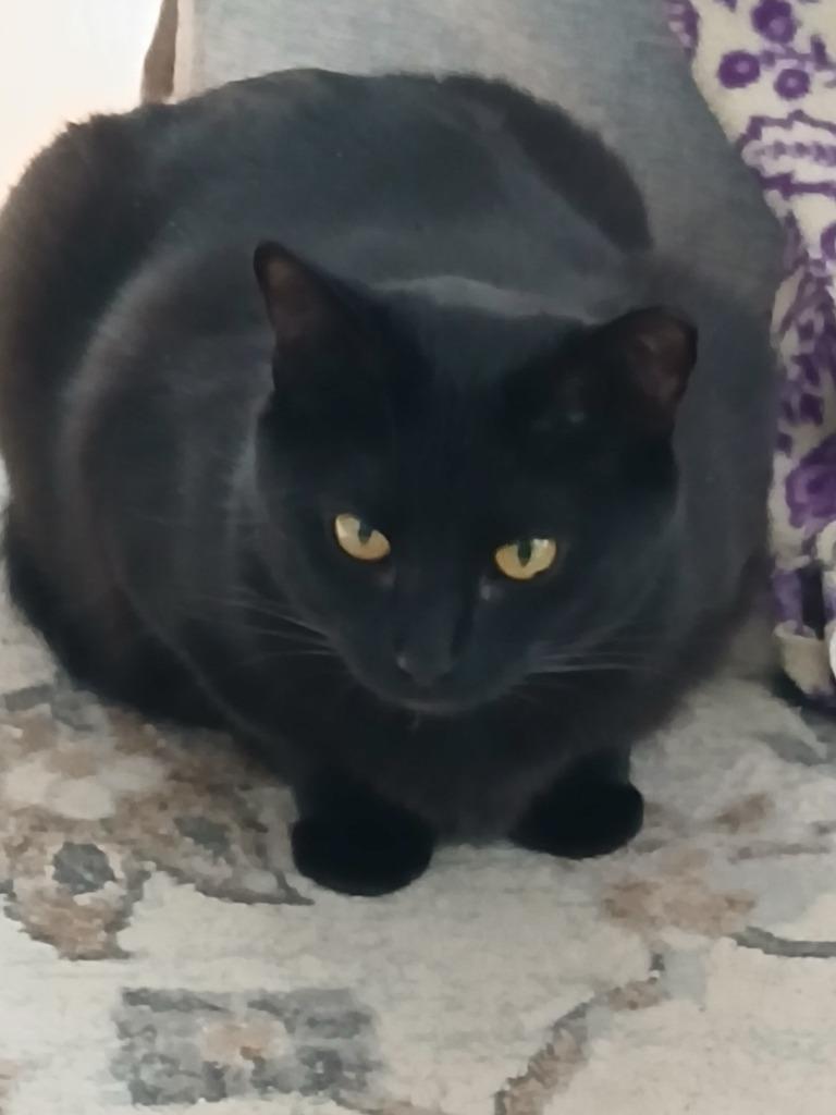 Luna, Adoptable, Young Female Domestic Short Hair.