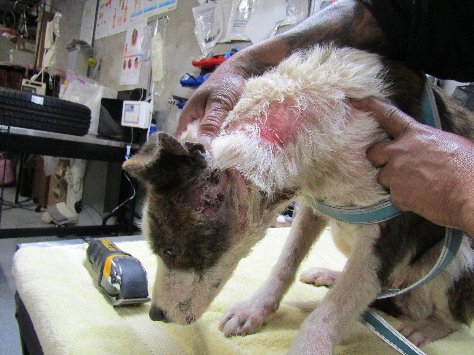 Nike.,,, Adoptable, Adult Female Labrador Retriever.