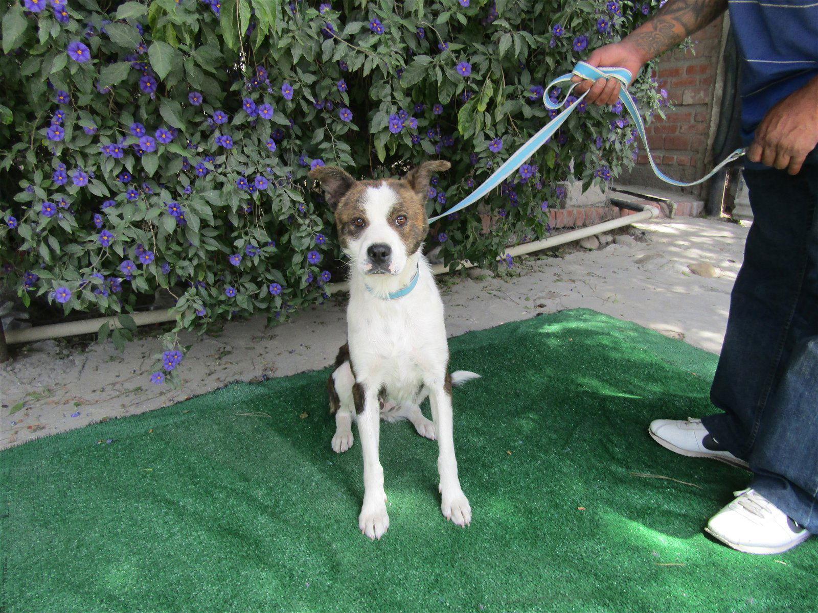 Nike.,,, a Adoptable Labrador Retriever in San Diego, CA image 2/5