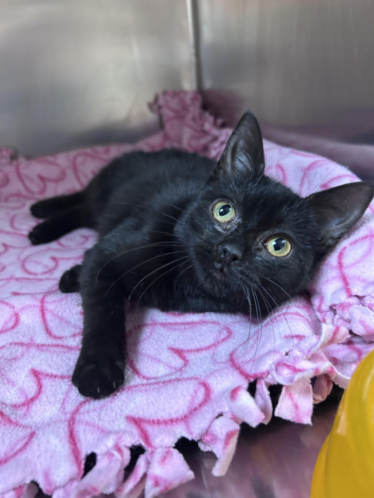 Enlarge Mystique , an adopted Domestic Short Hair in Greensboro, NC image 3/4