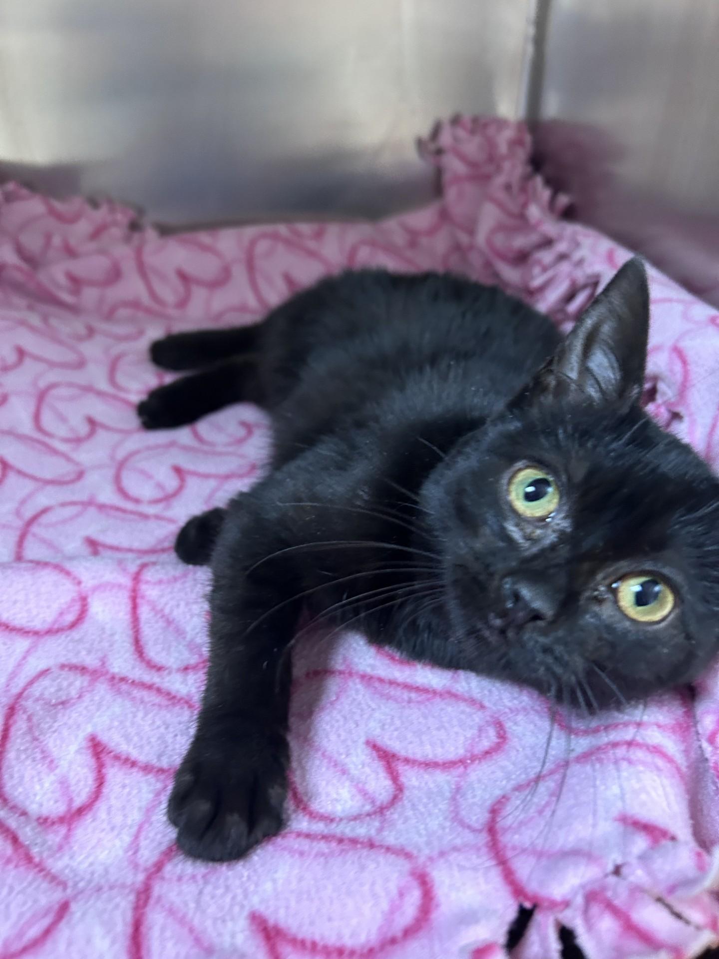 Enlarge Mystique , an adopted Domestic Short Hair in Greensboro, NC image 1/4