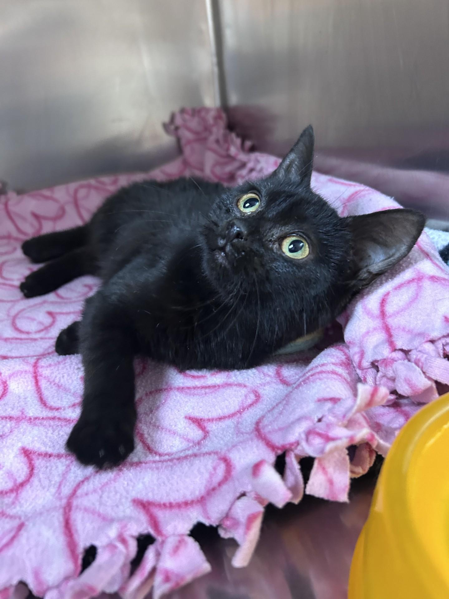 Enlarge Mystique , an adopted Domestic Short Hair in Greensboro, NC image 4/4