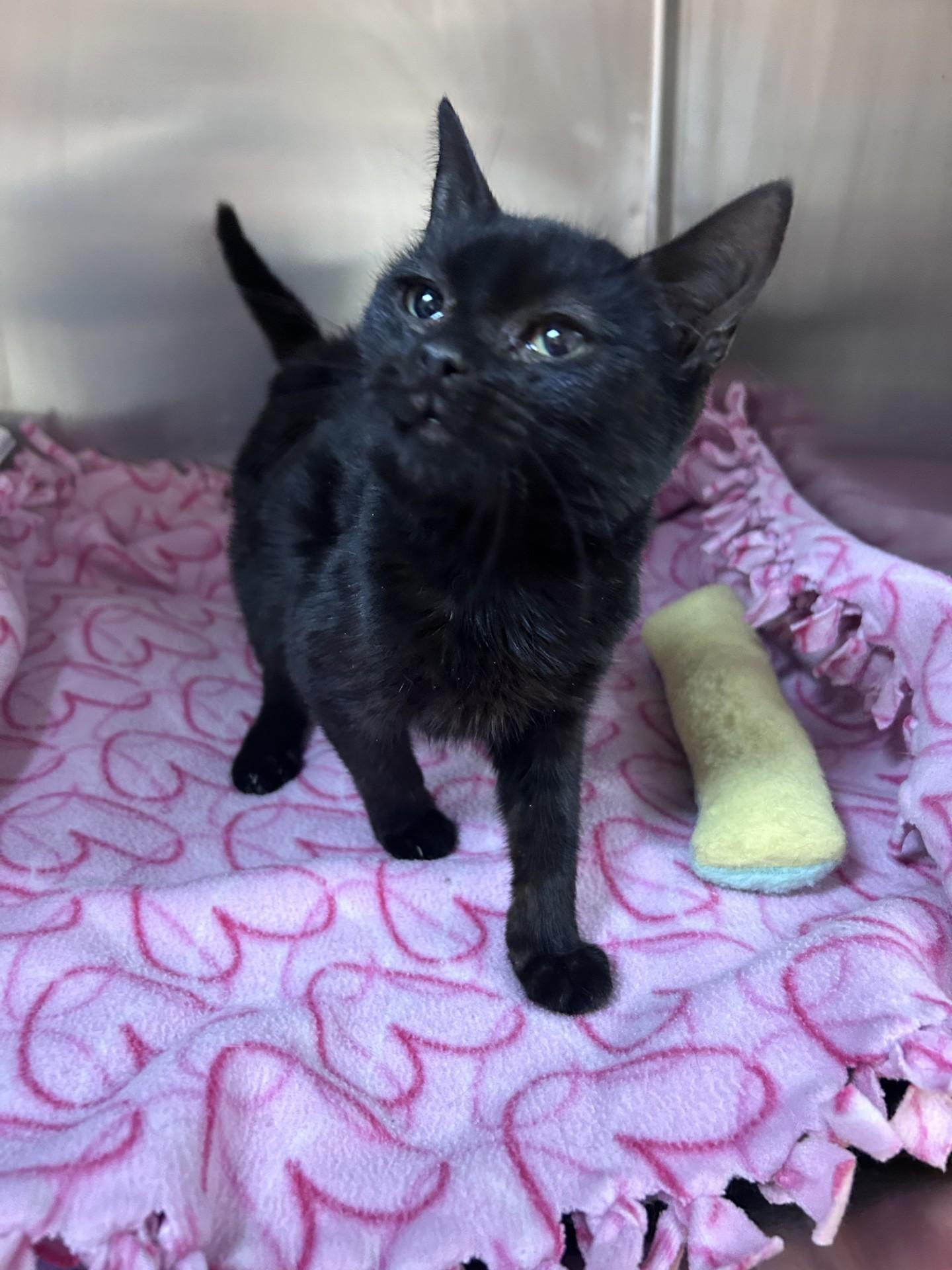 Enlarge Mystique , an adopted Domestic Short Hair in Greensboro, NC image 2/4