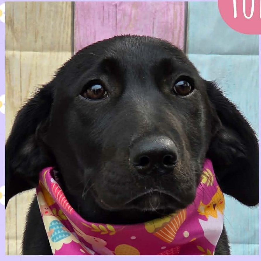 Tulip, ADOPTABLE, Young Female Black Labrador Retriever & Dachshund.