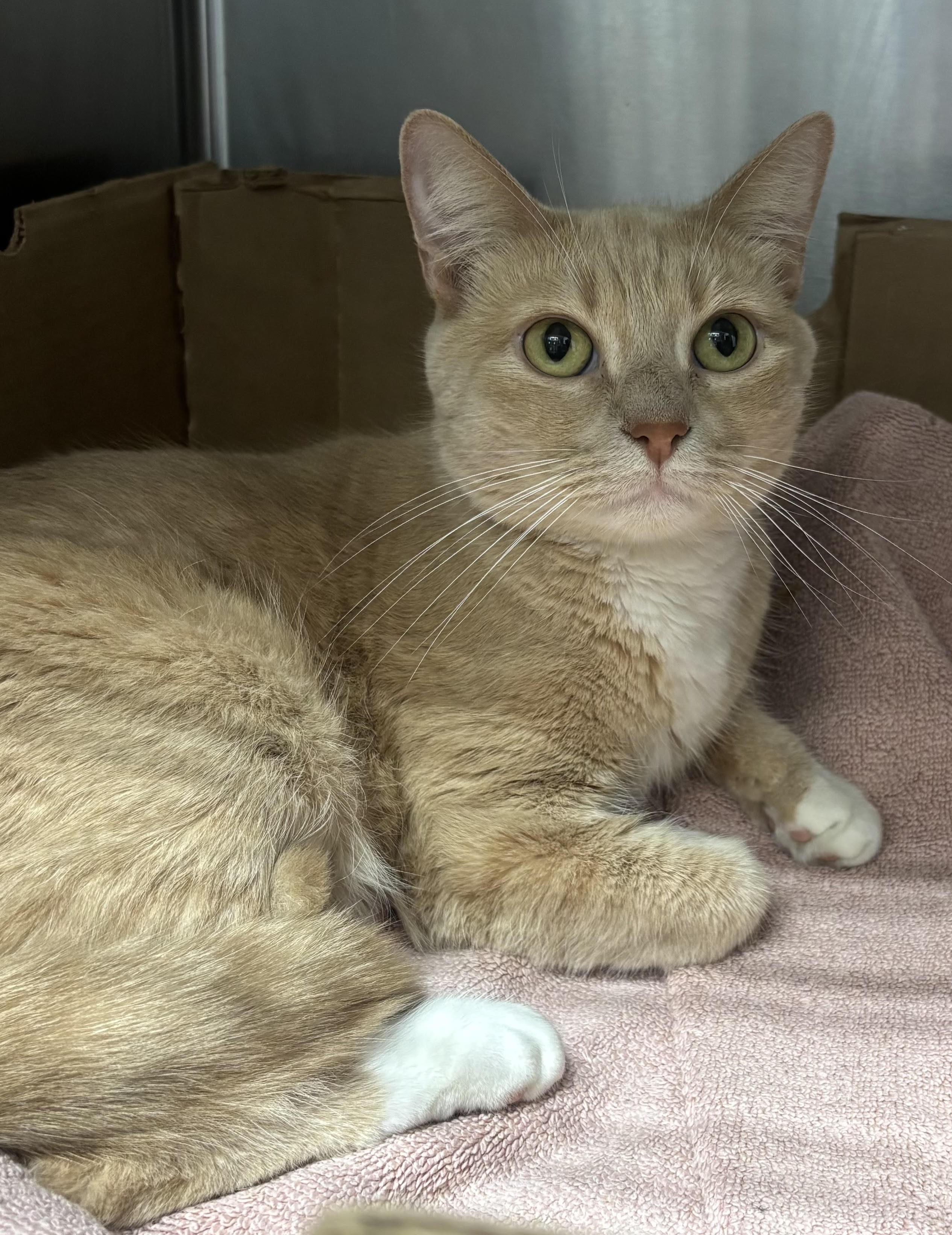 Tater, adopted, Young Male Domestic Short Hair.