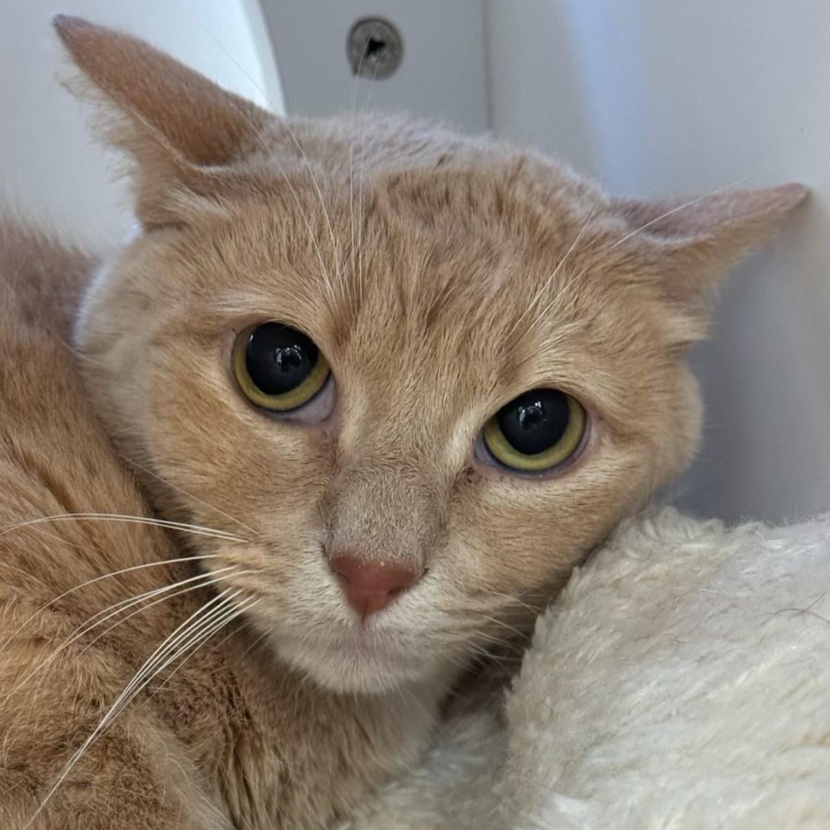 Enlarge Tater, an adopted Domestic Short Hair in New Haven, CT image 2/2