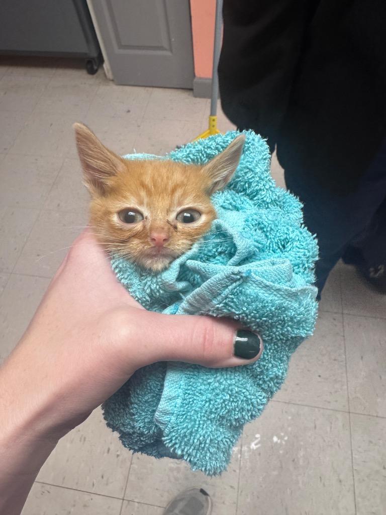 Friday, Adoptable, Kitten Male Domestic Short Hair.