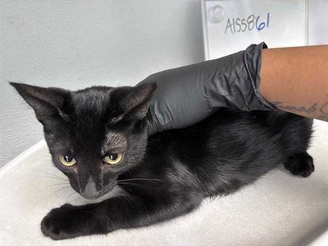 NOPAL, Adoptable, Kitten Male Domestic Short Hair.
