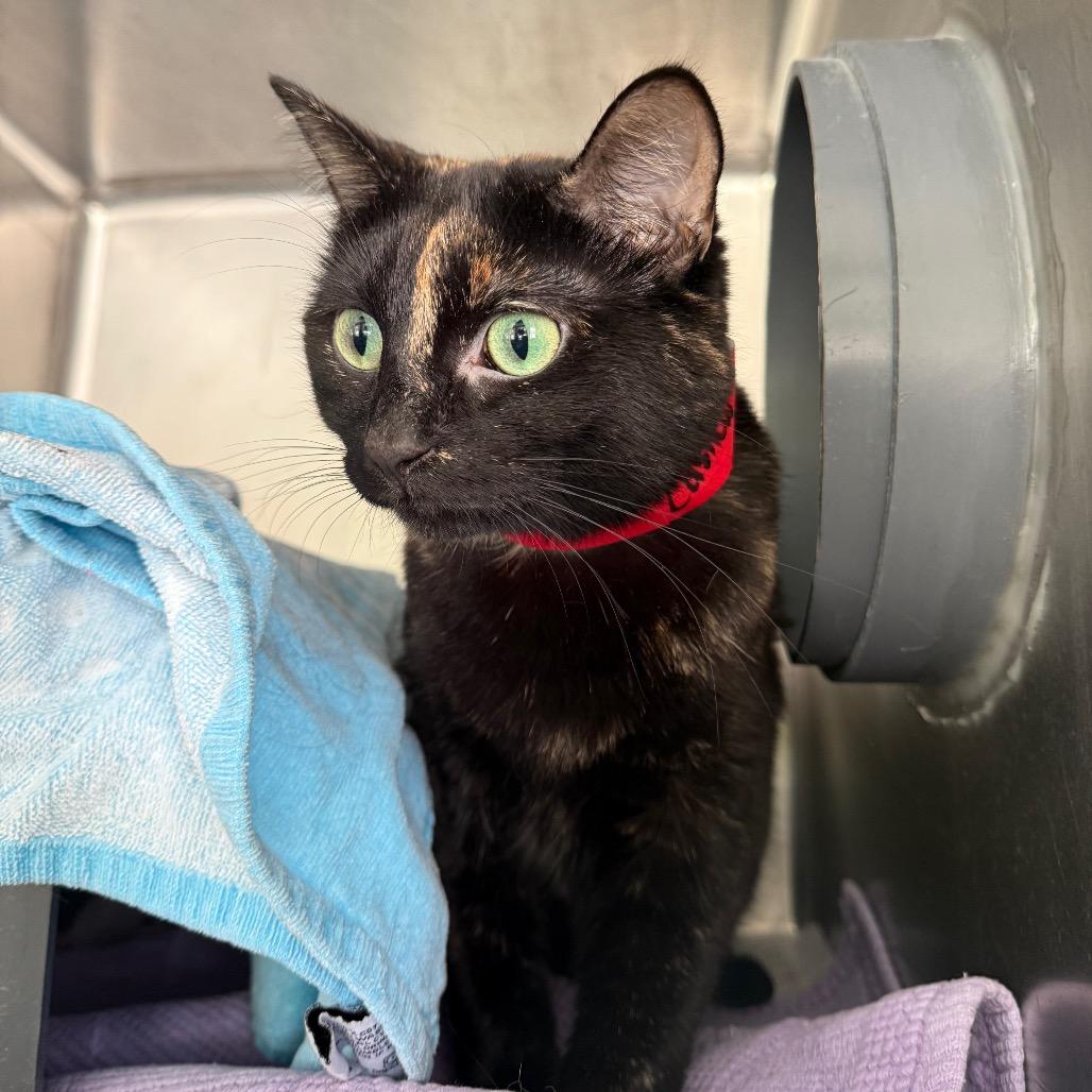 Enlarge Cashew, a Adoptable mixed breed in Chicago, IL image 1/1