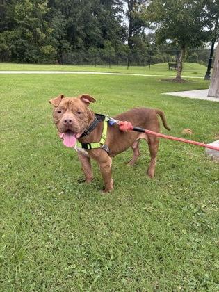 Enlarge 05597b Ozzy O, a Adoptable mixed breed in North Charleston, SC image 2/3