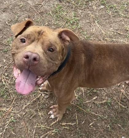 Enlarge 05597b Ozzy O, a Adoptable mixed breed in North Charleston, SC image 3/3
