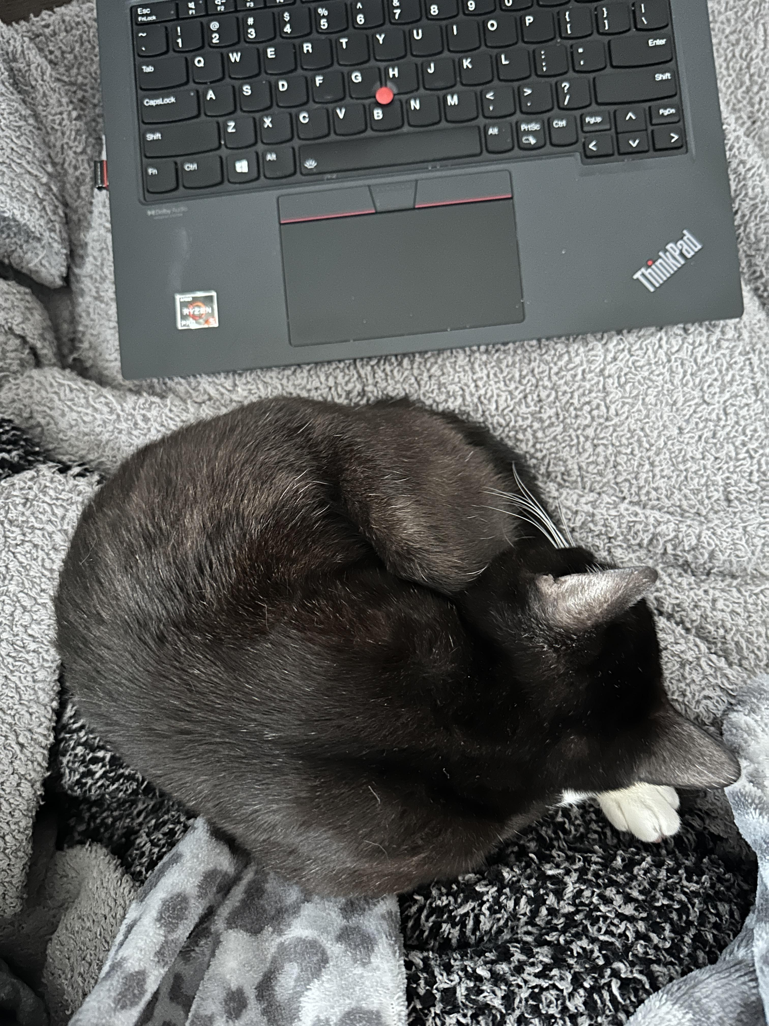 Ducky, an adopted Domestic Short Hair in Arlington, VA image 5/6