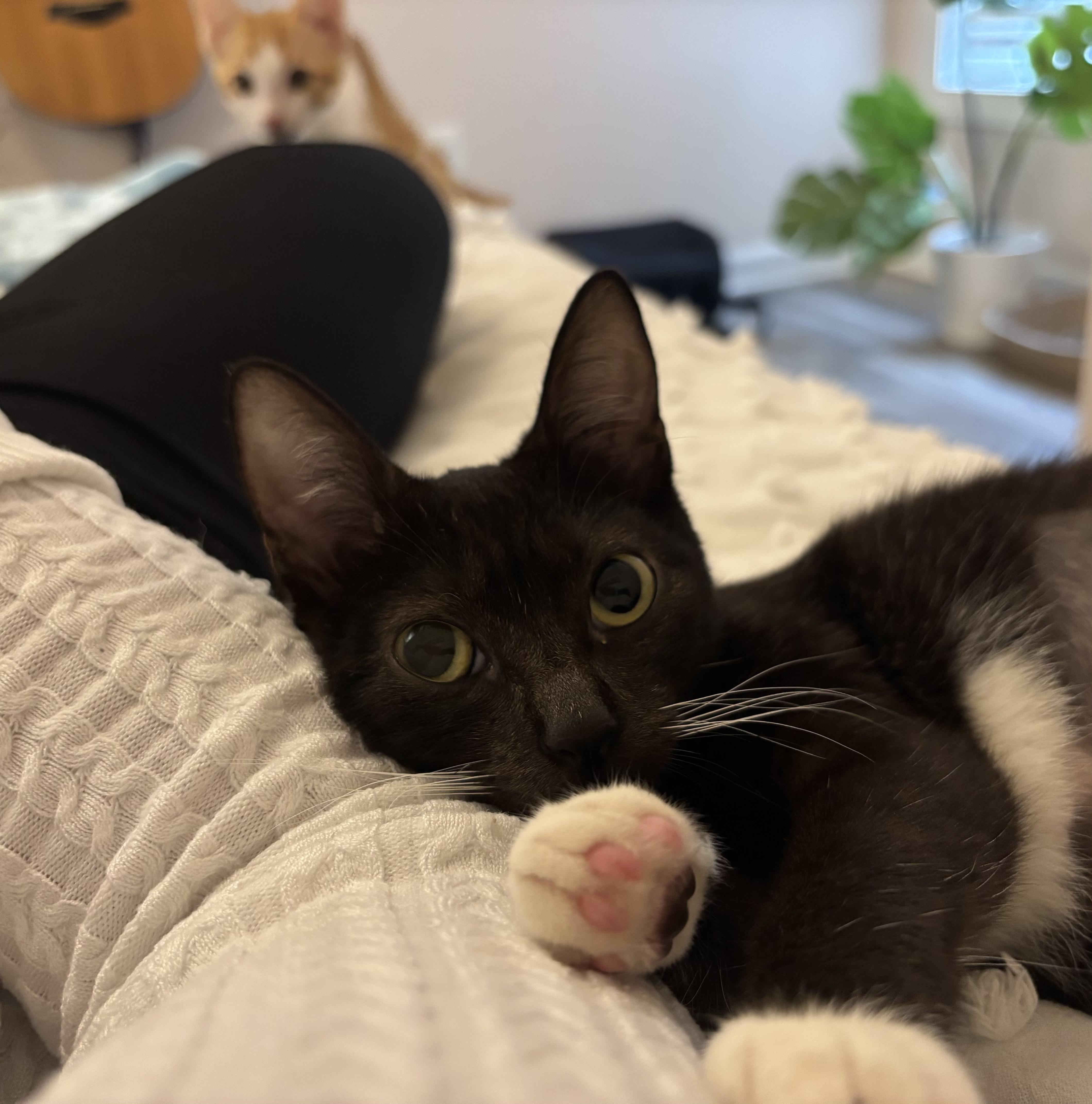 Ducky, an adopted Domestic Short Hair in Arlington, VA image 4/6