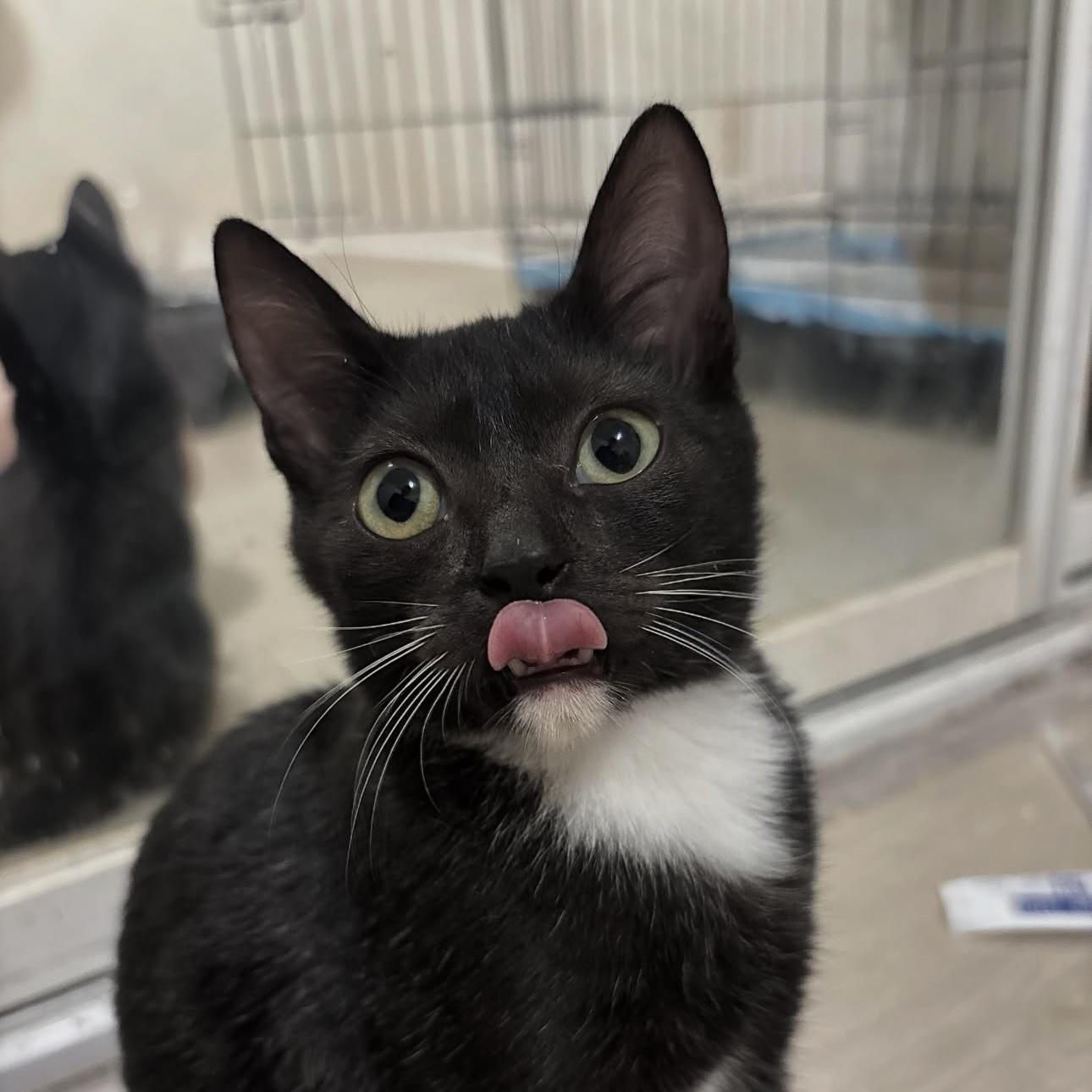 Ducky, an adopted Domestic Short Hair in Arlington, VA image 2/6