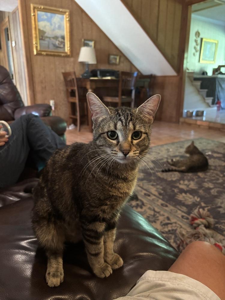 Gotham, Adoptable, Adult Female Domestic Short Hair.