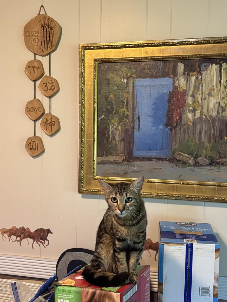 Enlarge Gotham, a Adoptable Domestic Short Hair in Salisbury, NC image 2/5