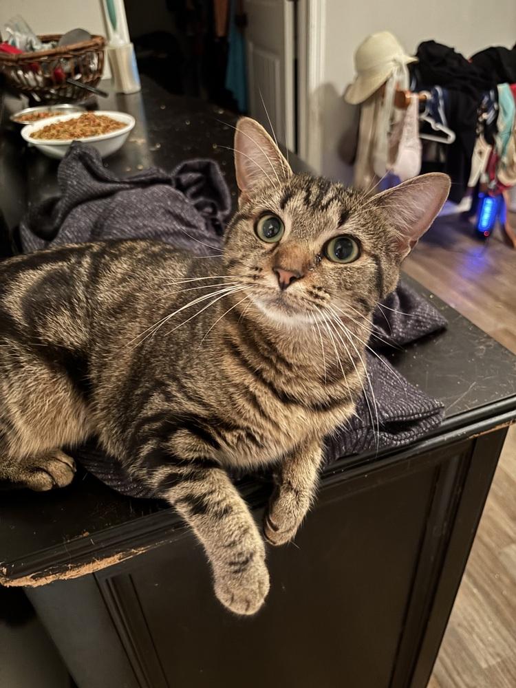 Enlarge Gotham, a Adoptable Domestic Short Hair in Salisbury, NC image 3/5