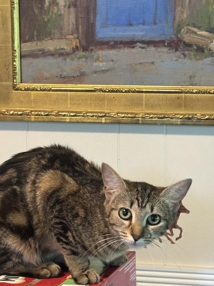 Enlarge Gotham, a Adoptable Domestic Short Hair in Salisbury, NC image 4/5