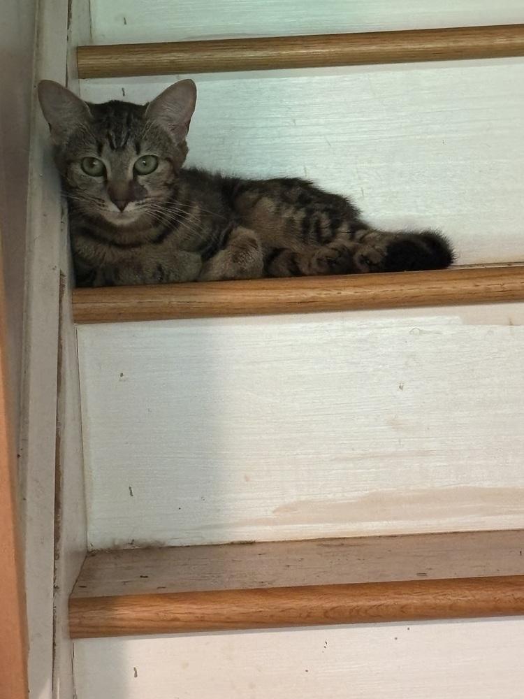 Enlarge Gotham, a Adoptable Domestic Short Hair in Salisbury, NC image 5/5