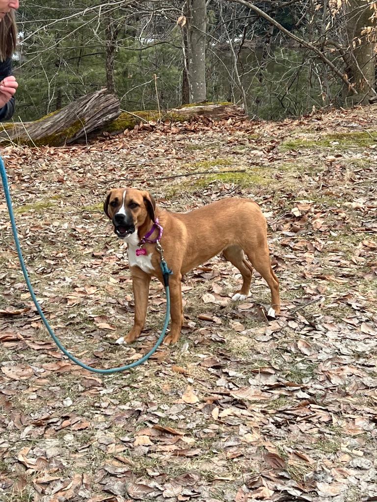 Enlarge Lucy, a Adopted Labrador Retriever in Lunenburg, VT image 1/3