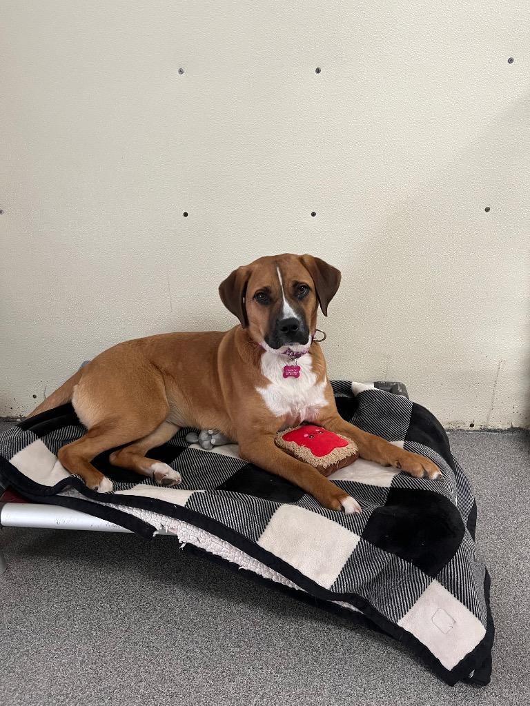 Enlarge Lucy, a Adopted Labrador Retriever in Lunenburg, VT image 2/3