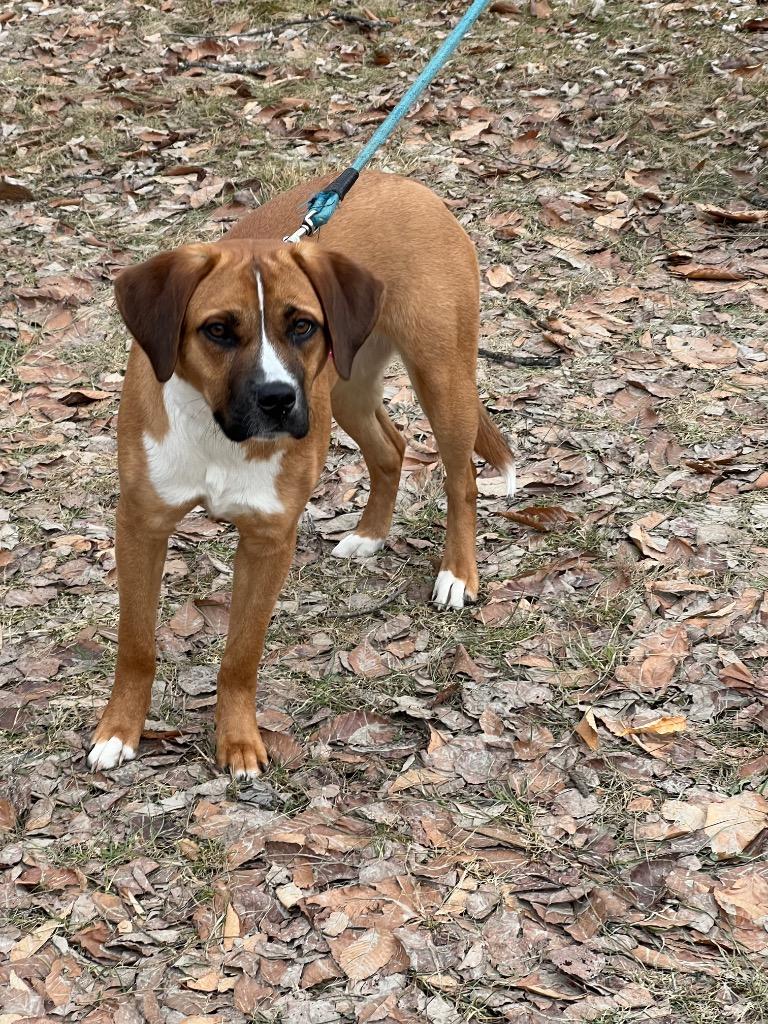 Enlarge Lucy, a Adopted Labrador Retriever in Lunenburg, VT image 3/3