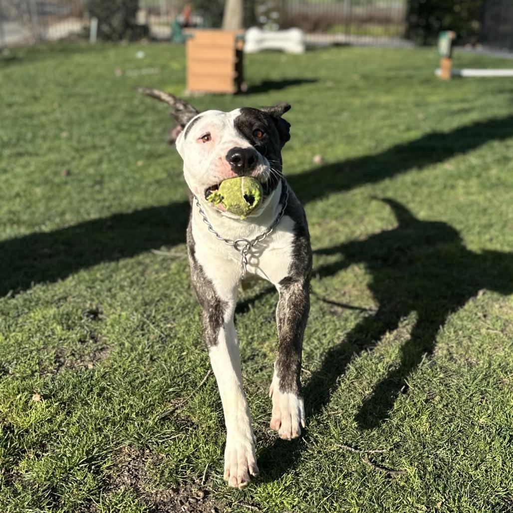 Enlarge Sosa, a ADOPTABLE Pit Bull Terrier in Dublin, CA image 6/6