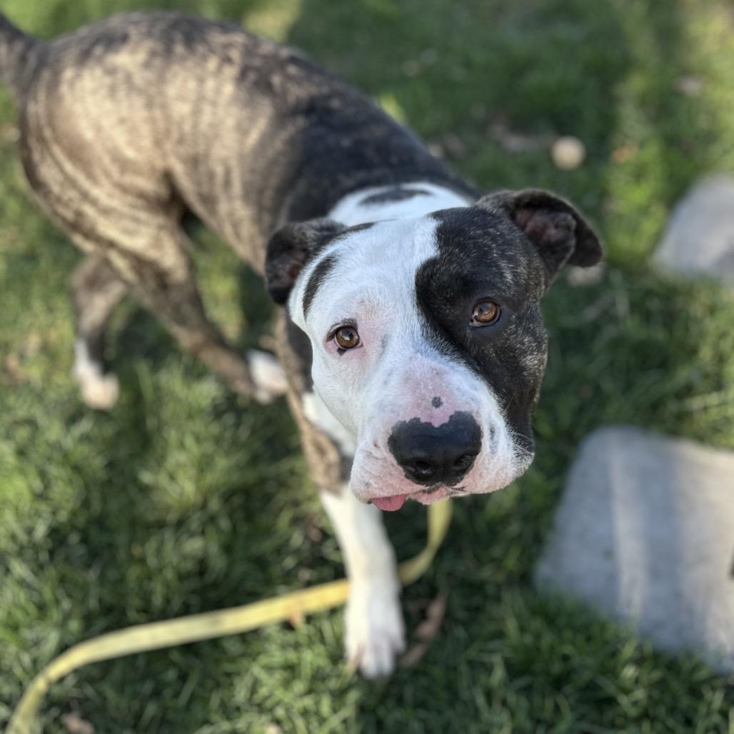 Enlarge Sosa, a ADOPTABLE Pit Bull Terrier in Dublin, CA image 5/6