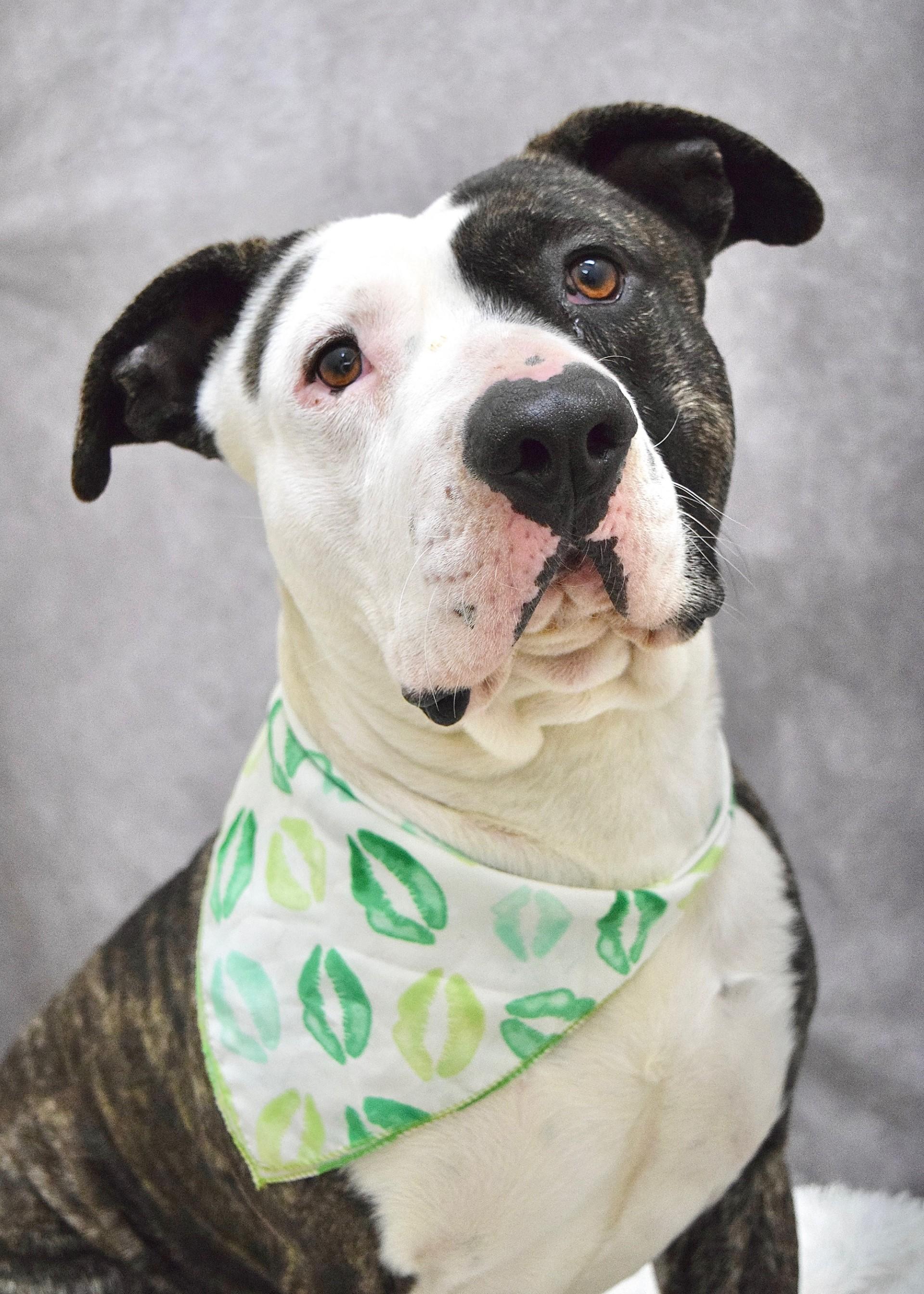 Enlarge Sosa, a ADOPTABLE Pit Bull Terrier in Dublin, CA image 3/6