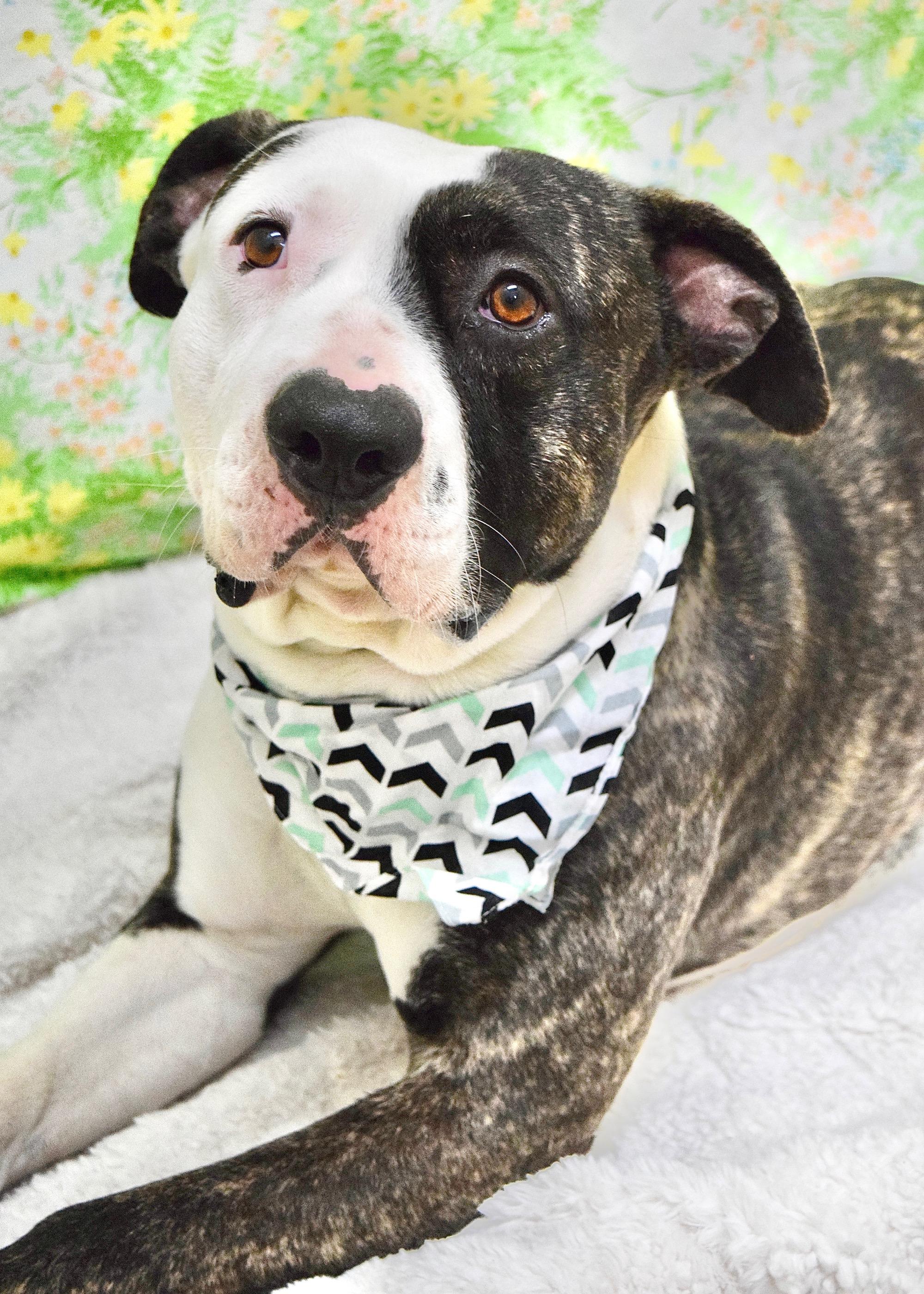 Enlarge Sosa, a ADOPTABLE Pit Bull Terrier in Dublin, CA image 2/6