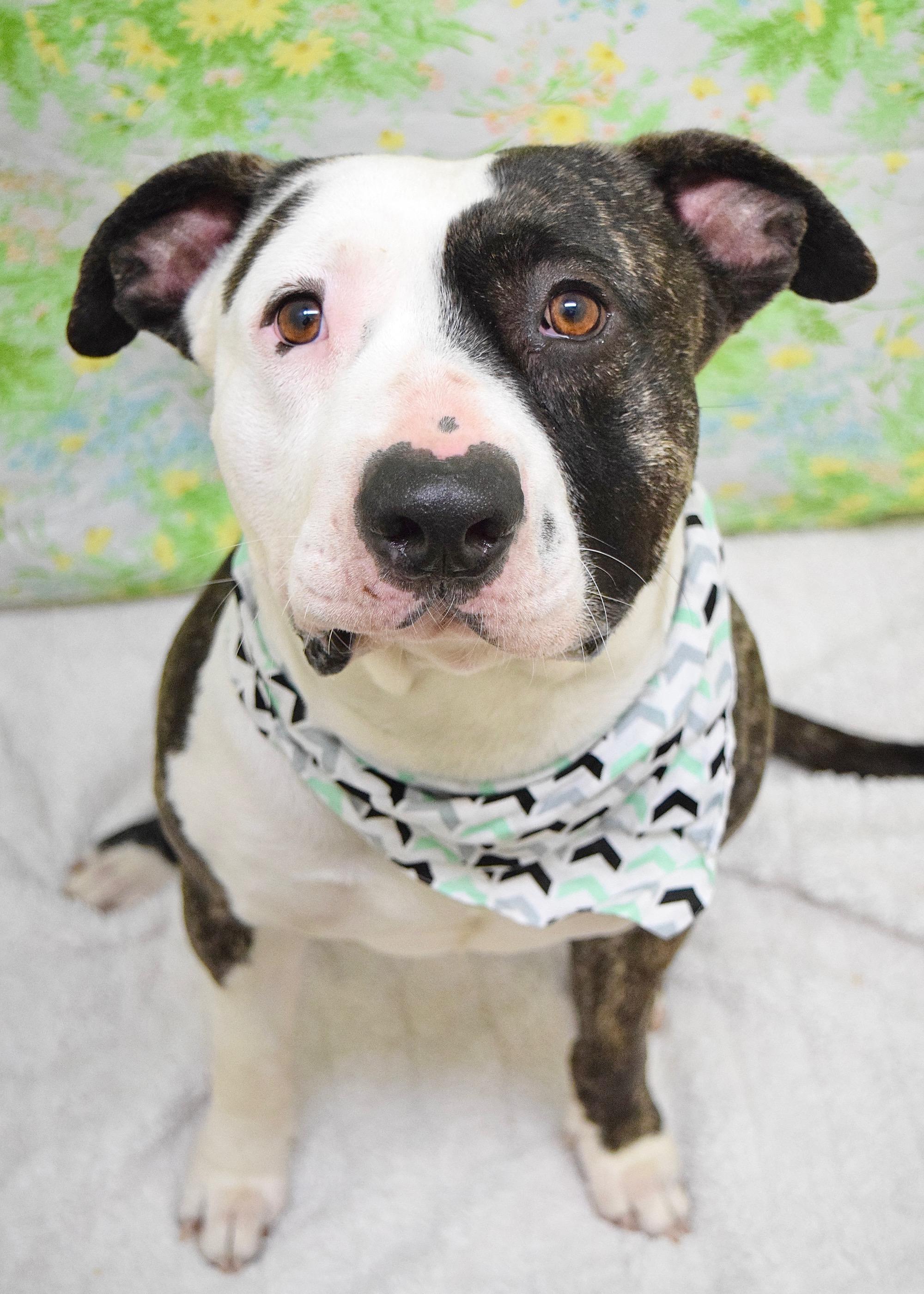 Sosa, ADOPTABLE, Young Male Pit Bull Terrier.