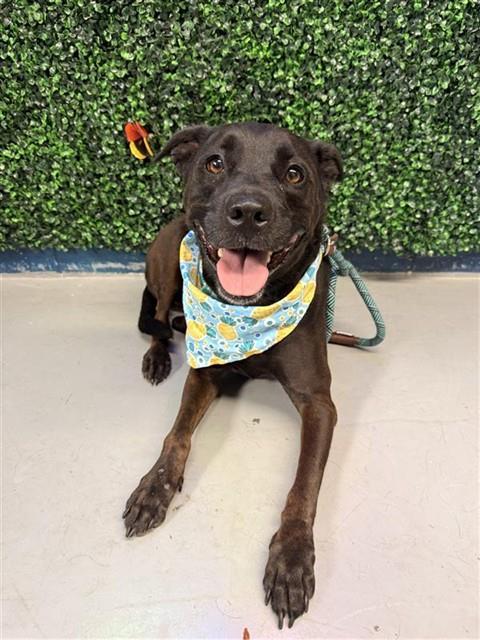 HARLEY, Adoptable, Adult Female Labrador Retriever & Mixed Breed.
