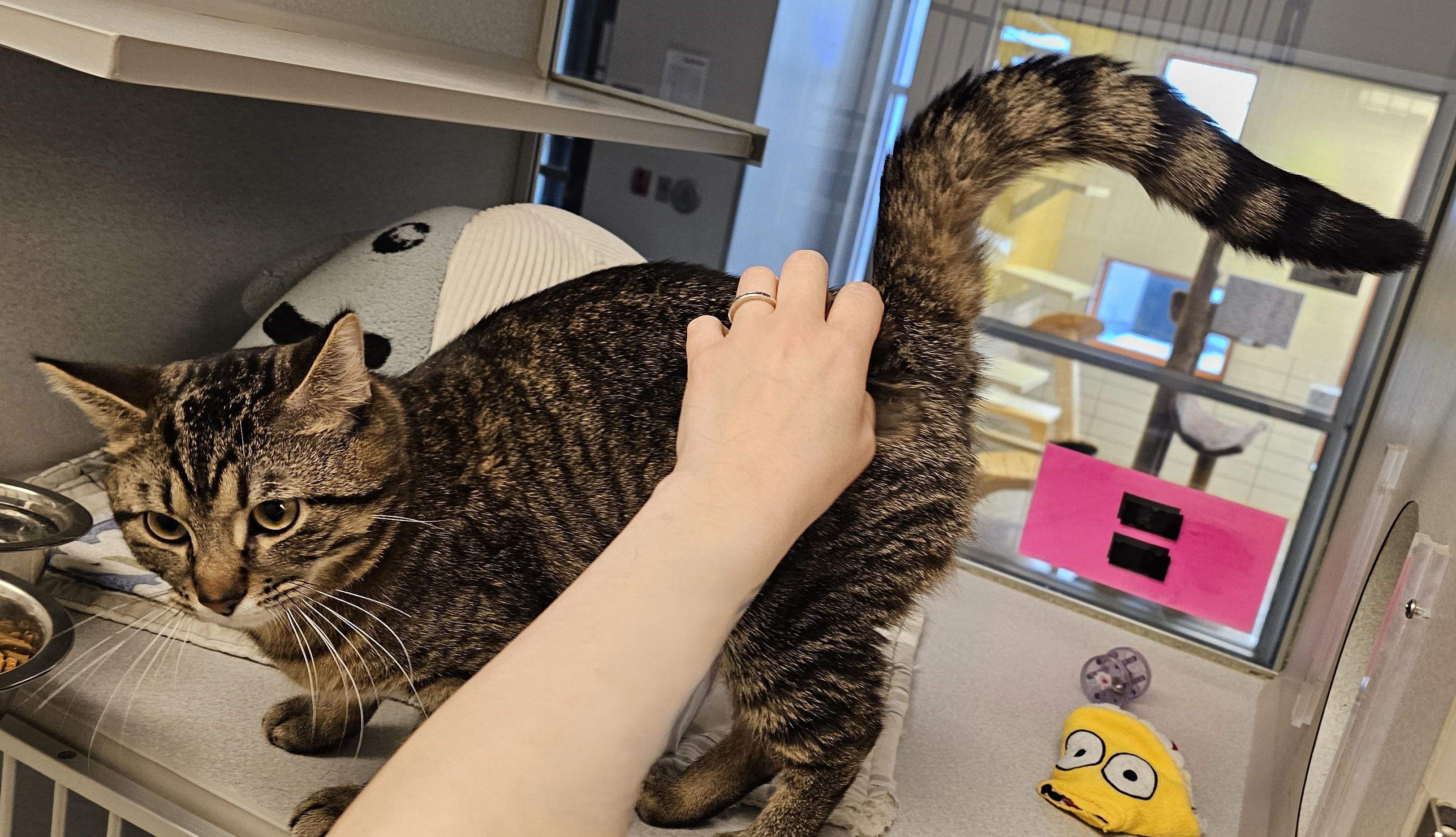 Enlarge Benny, an adopted Domestic Short Hair in Cedar Rapids, IA image 3/6