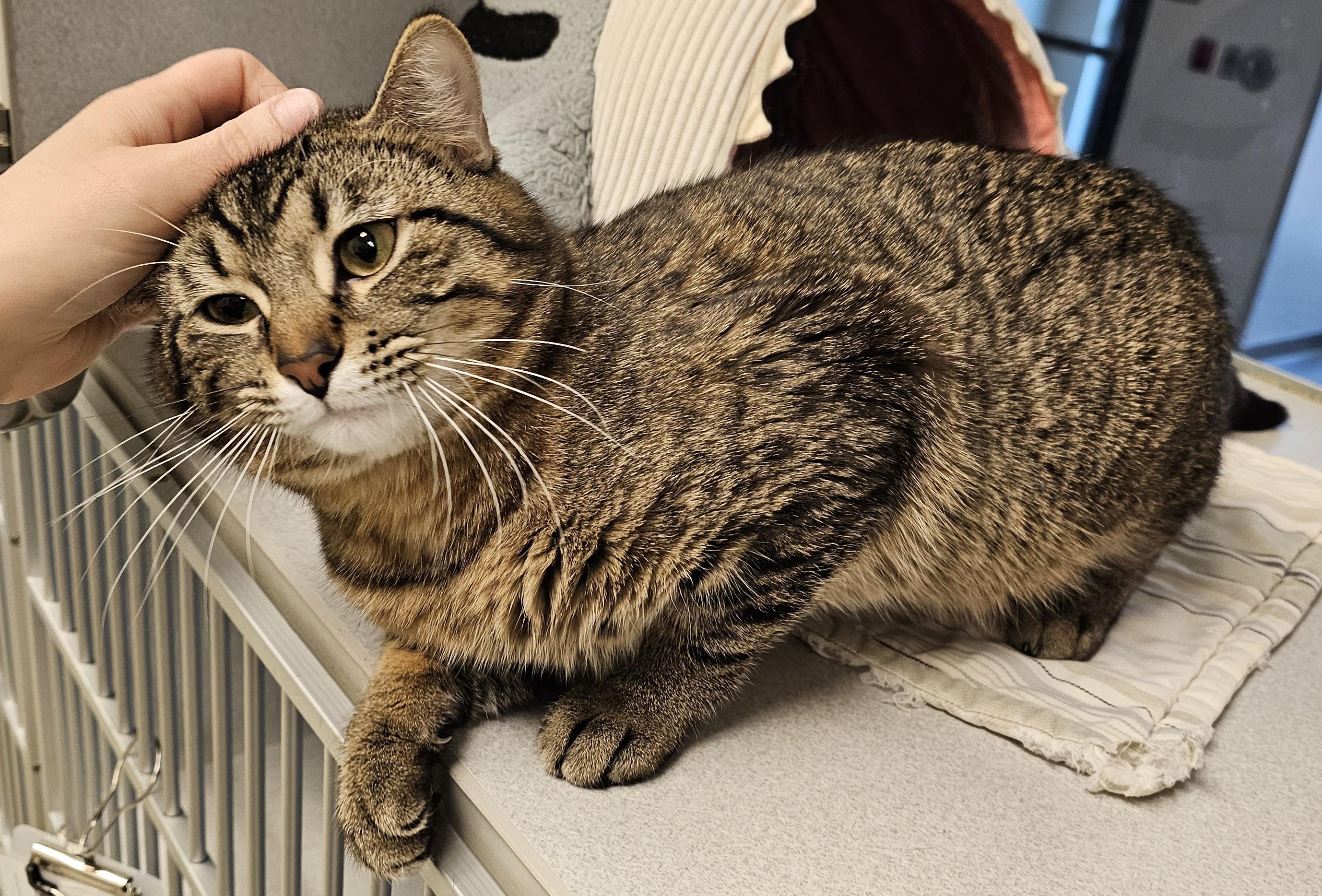 Enlarge Benny, an adopted Domestic Short Hair in Cedar Rapids, IA image 2/6