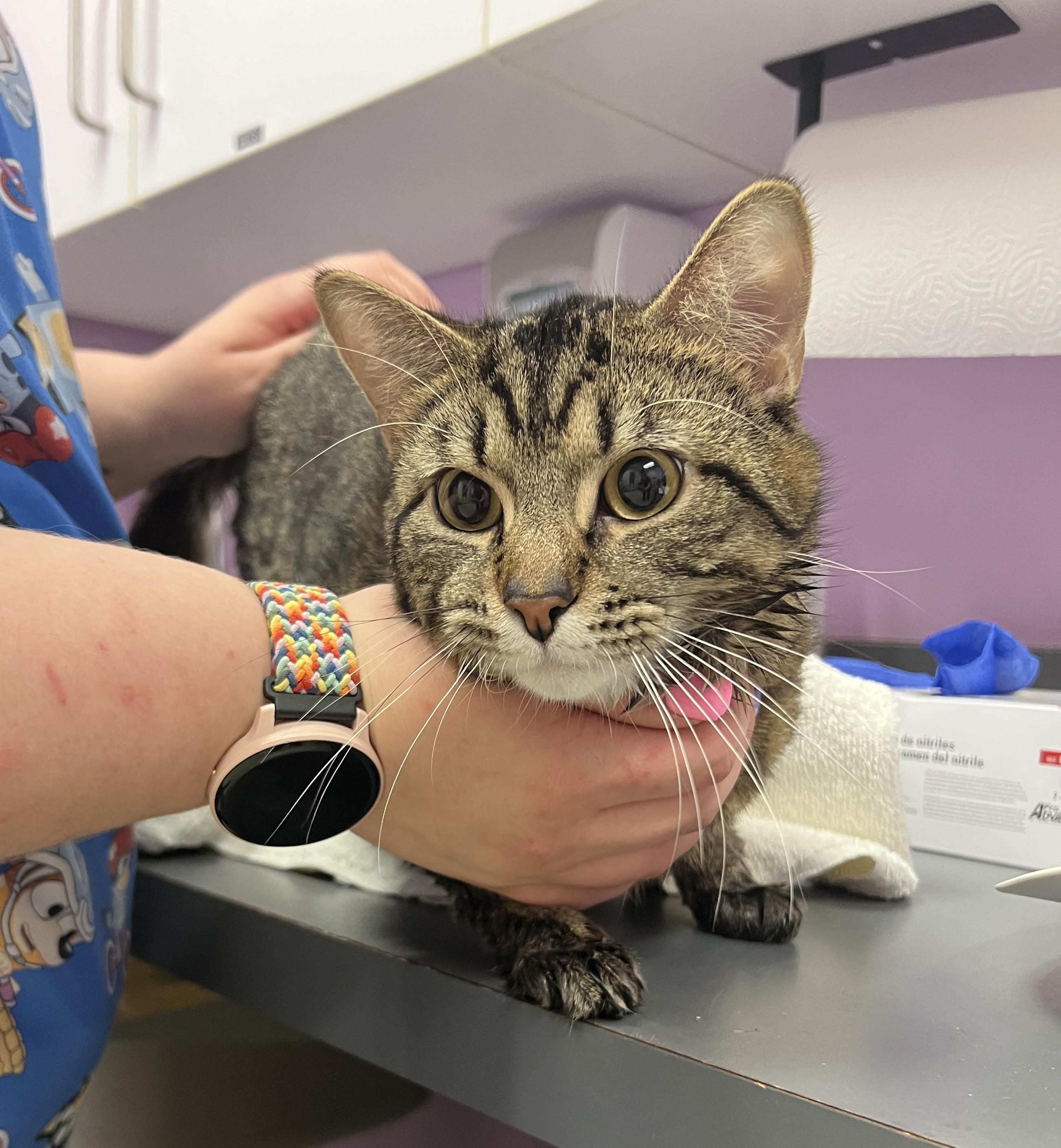 Enlarge Benny, an adopted Domestic Short Hair in Cedar Rapids, IA image 4/6