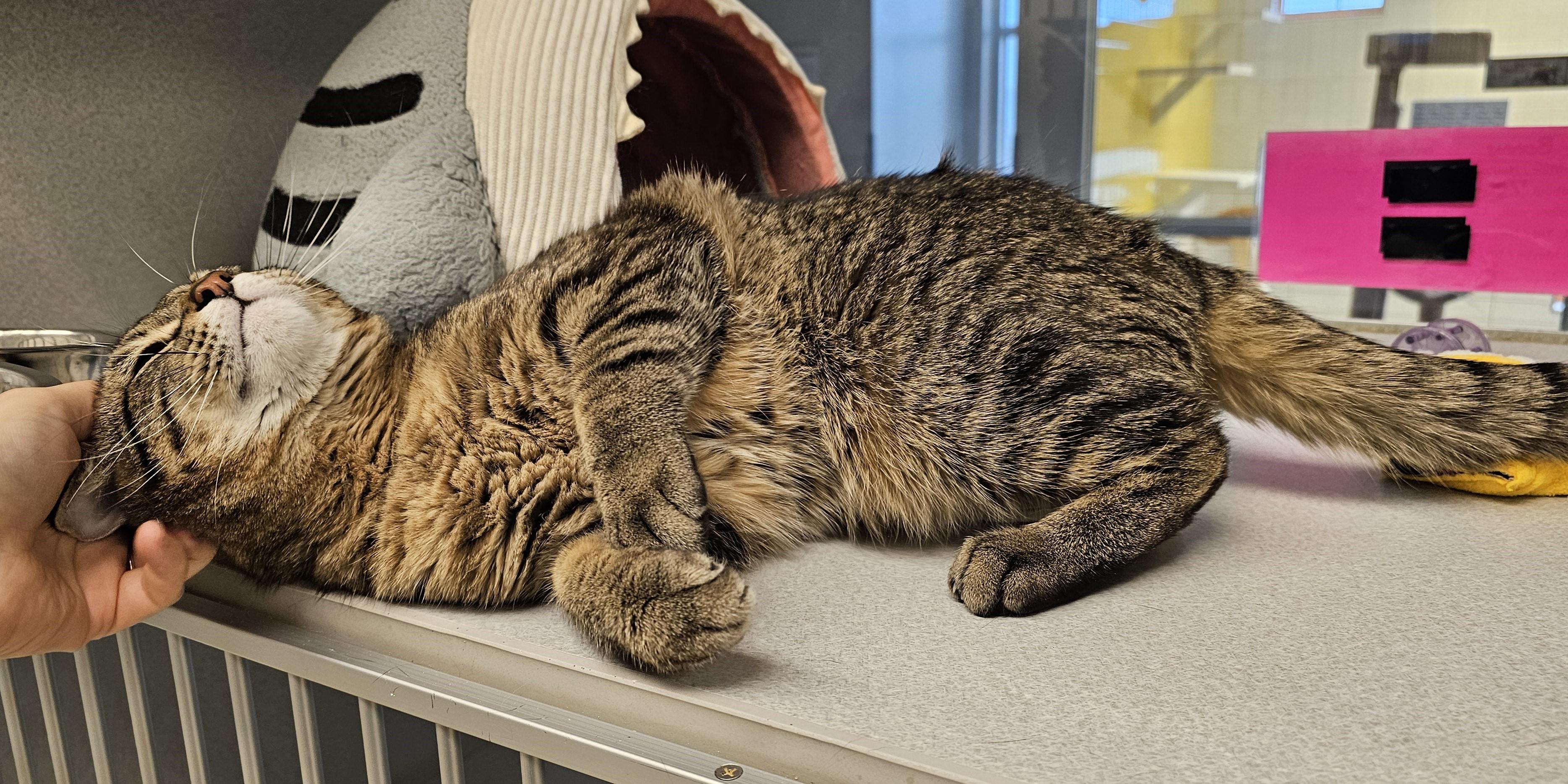 Enlarge Benny, an adopted Domestic Short Hair in Cedar Rapids, IA image 5/6