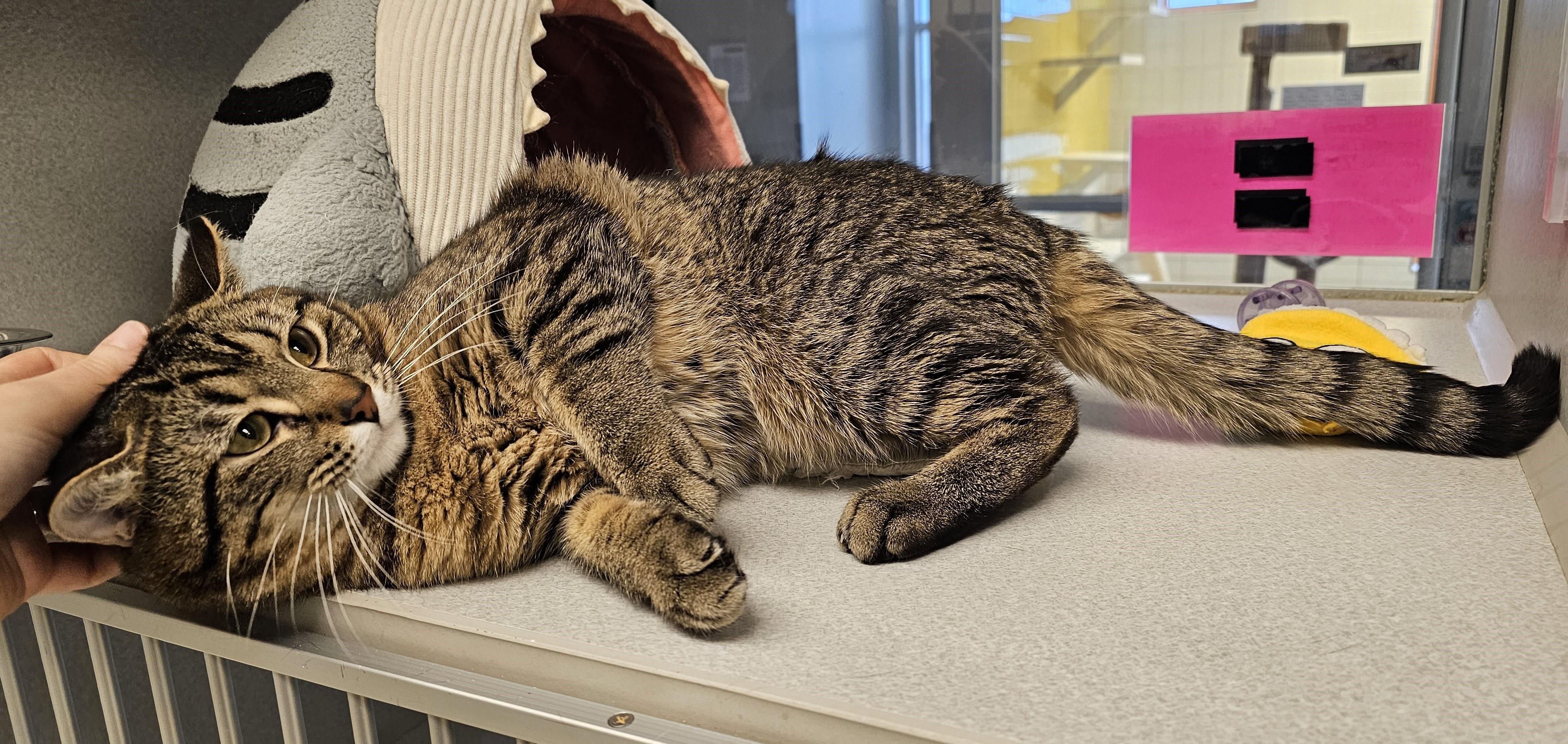 Enlarge Benny, an adopted Domestic Short Hair in Cedar Rapids, IA image 6/6