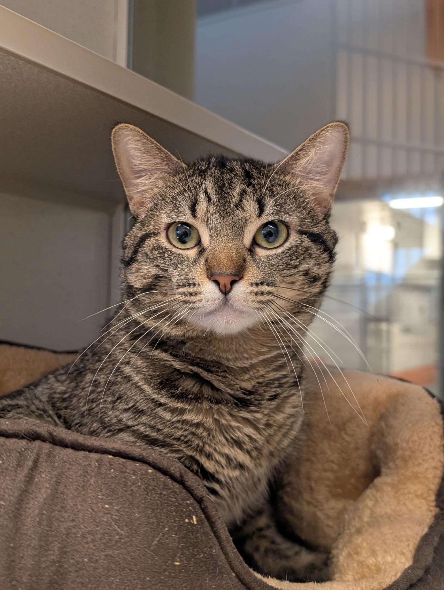 Enlarge Benny, an adopted Domestic Short Hair in Cedar Rapids, IA image 1/6