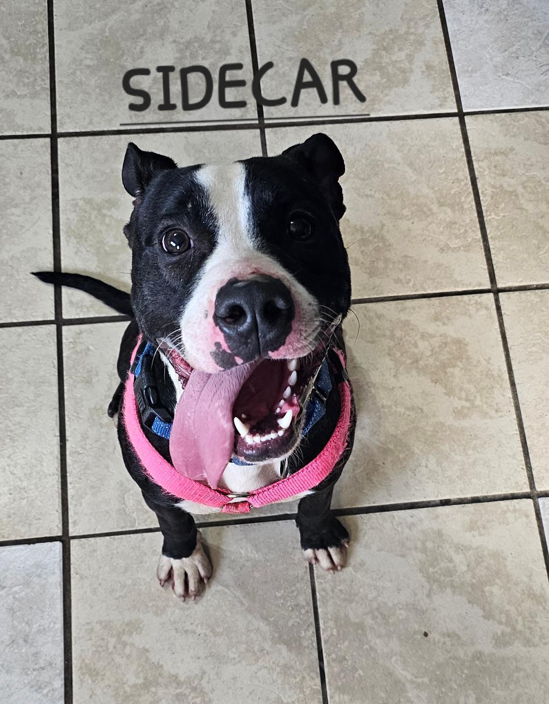 SIDECAR, a Adoptable Pit Bull Terrier in Du Quoin, IL image 1/3