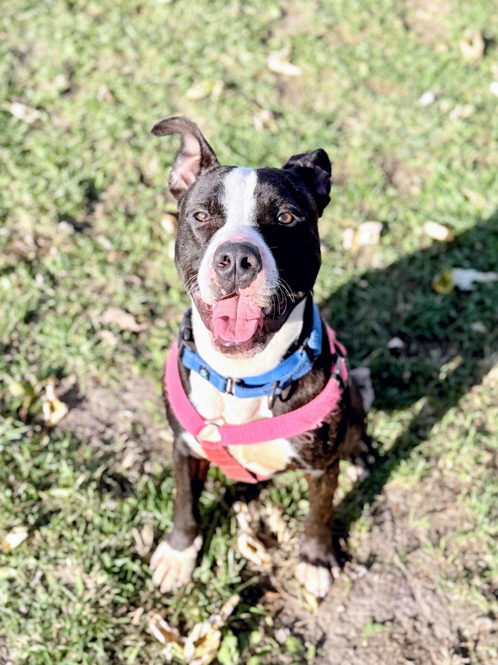 Enlarge SIDECAR, a Adoptable Pit Bull Terrier in Du Quoin, IL image 2/3