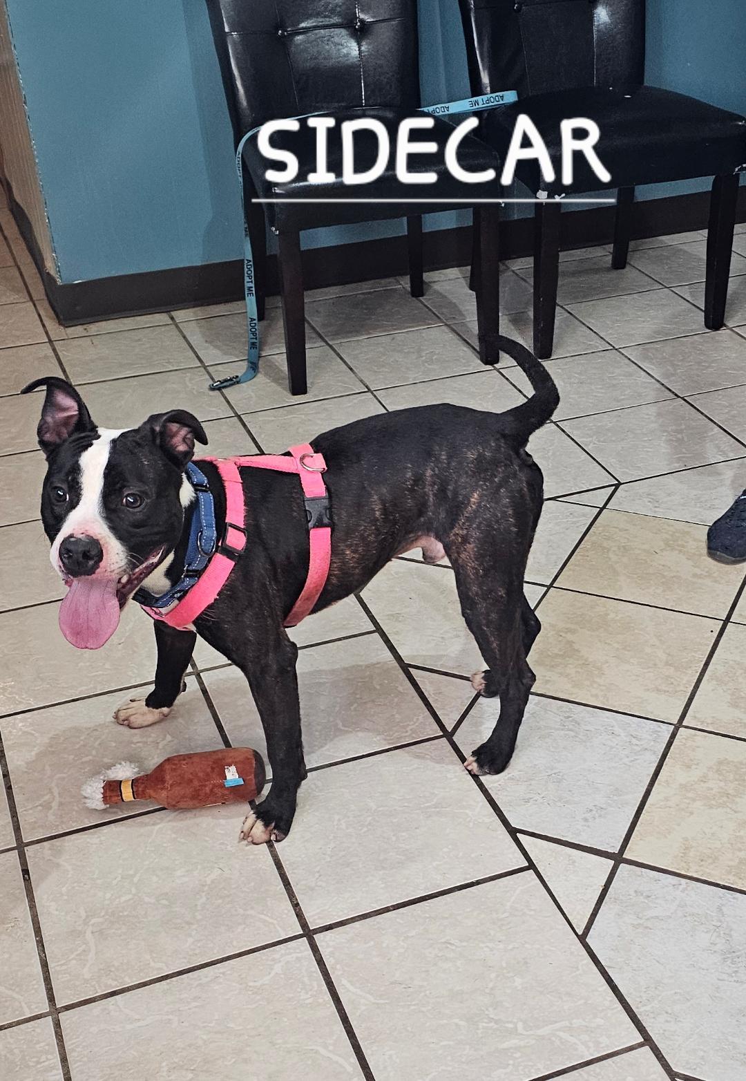 SIDECAR, a Adoptable Pit Bull Terrier in Du Quoin, IL image 3/3