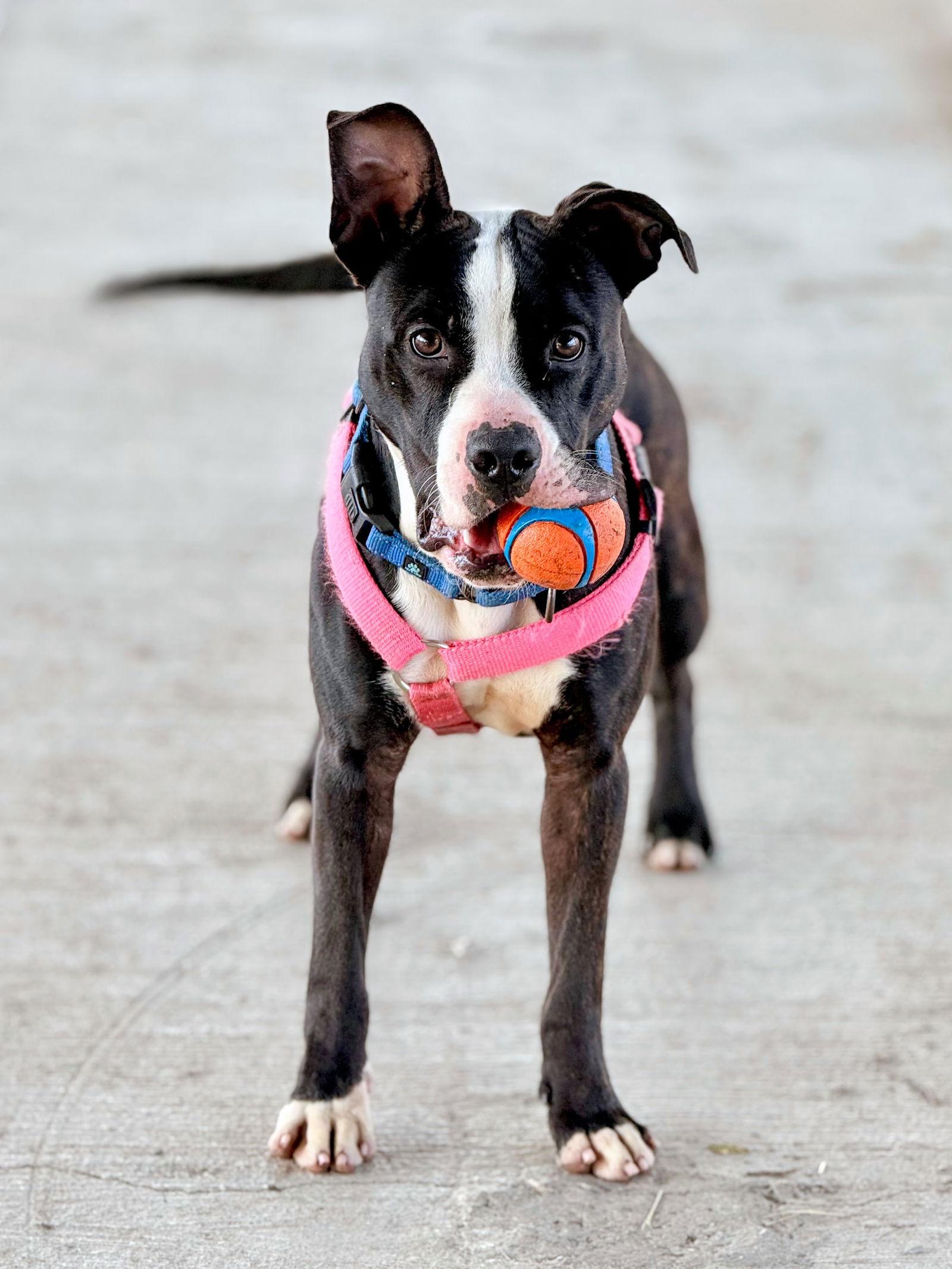 Enlarge SIDECAR, a Adoptable Pit Bull Terrier in Du Quoin, IL image 3/3